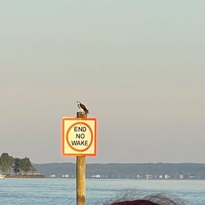 Meet your Posher, Maya